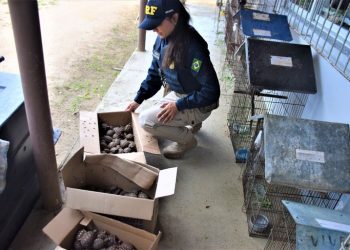 PRF na Bahia registra maior ocorrência de resgate de animais silvestres esse ano no país; cerca de 2 mil pássaros e jabutis em condições precárias