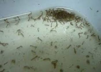 Bahia tem aumento de quase 100% nos casos prováveis de dengue em comparação a 2023; 64 cidades estão em epidemia