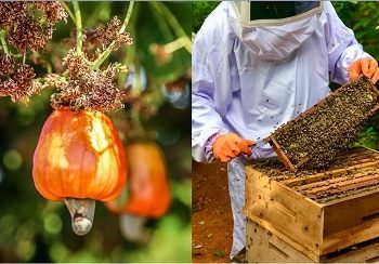 Encontro Regional Cajú e Mel acontece nesta quarta-feira (6), e tem como pauta o lançamento do Seminário Regional de Cajucultura e Apicultura