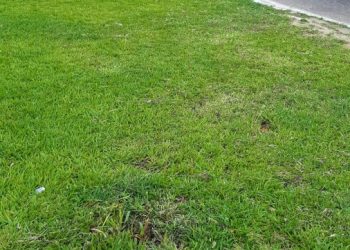 Mais uma árvore trucidada – Eles “destrôem” o que a gente faz (por Francisco Nery Júnior)