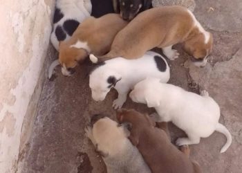 Projeto e assinatura da ordem de serviço para construção do Lar Rotativo para animais acontece nesta quarta-feira (3)