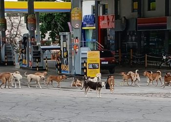 “Olha como está nossa cidade”, diz morador ao registrar diversos cães em situação de rua no centro de Paulo Afonso