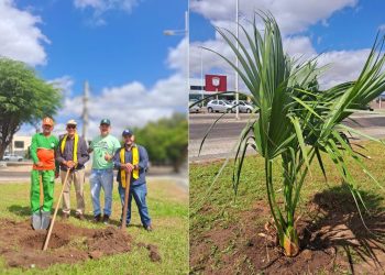 Dia 21 de setembro, Dia da Árvore – Como salvar a humanidade (Francisco Nery Júnior)