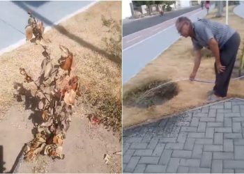 Moradores do BTN irrigam praça por conta própria diante da falta de ação da Prefeitura; veja vídeos