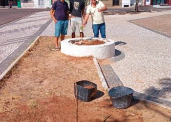 Bitributação no período das dores – Um empresário que planta árvores (por Francisco Nery Júnior)