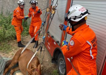 Ação de resgate: égua é retirada de canal em Paulo Afonso