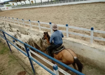 MP Bahia promove audiência pública em Paulo Afonso para discutir regulamentação das vaquejadas