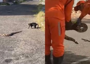 FLAGRA – Cobra tenta atacar gato nas proximidades do antigo Grande Hotel, na Vila Nobre em Paulo Afonso; Corpo de Bombeiros é acionado!
