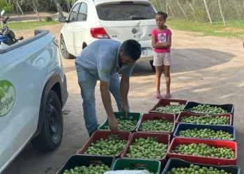 Com safra mais abundante, agricultores extrativistas de umbu tem maior rentabilidade neste ano