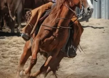 Paulo Afonso sedia audiência pública sobre regulamentação da vaquejada e combate a eventos clandestinos