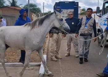 Prefeitura de Paulo Afonso realiza mais uma fiscalização para evitar animais soltos nas vias públicas