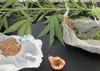 Homem em moto é flagrado com droga e pé de maconha no Benone Rezende, em Paulo Afonso