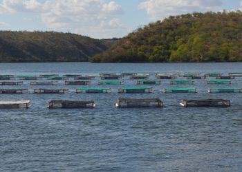 Município de Glória é reconhecido pelo “Anuário Peixe BR 2025” como maior produtor de peixes da Bahia