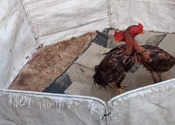 Polícia flagra rinha de galos e prende homem por crime ambiental em Rodelas-BA