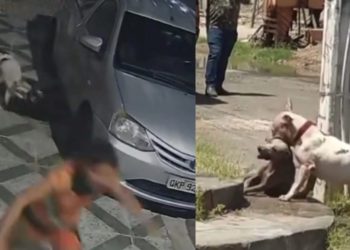Pitbull volta a atacar e fere gravemente cão de rua em Paulo Afonso; ONG denuncia recorrência e cobra providências