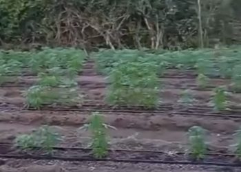 Polícias Civil e Militar erradicam duas roças de maconha na zona rural de Jeremoabo