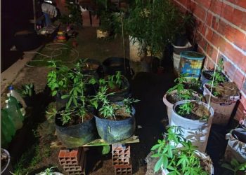 Paulo Afonso: Casa no Bairro Barroca vira laboratório clandestino de maconha; veja vídeo