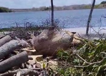Vídeo de corte de árvores no Parque Belvedere gera revolta nas redes sociais; Meio Ambiente explica motivo da ação: “Árvores mortas”