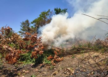 PM erradica cerca de 14 mil pés de maconha em Curaçá-BA
