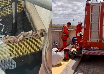 Bombeiros capturam jibóia de mais de dois metros na Usina Paulo Afonso IV