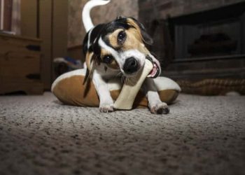 Cachorro que anda muito acha osso ou bordão – Francisco Nery Júnior